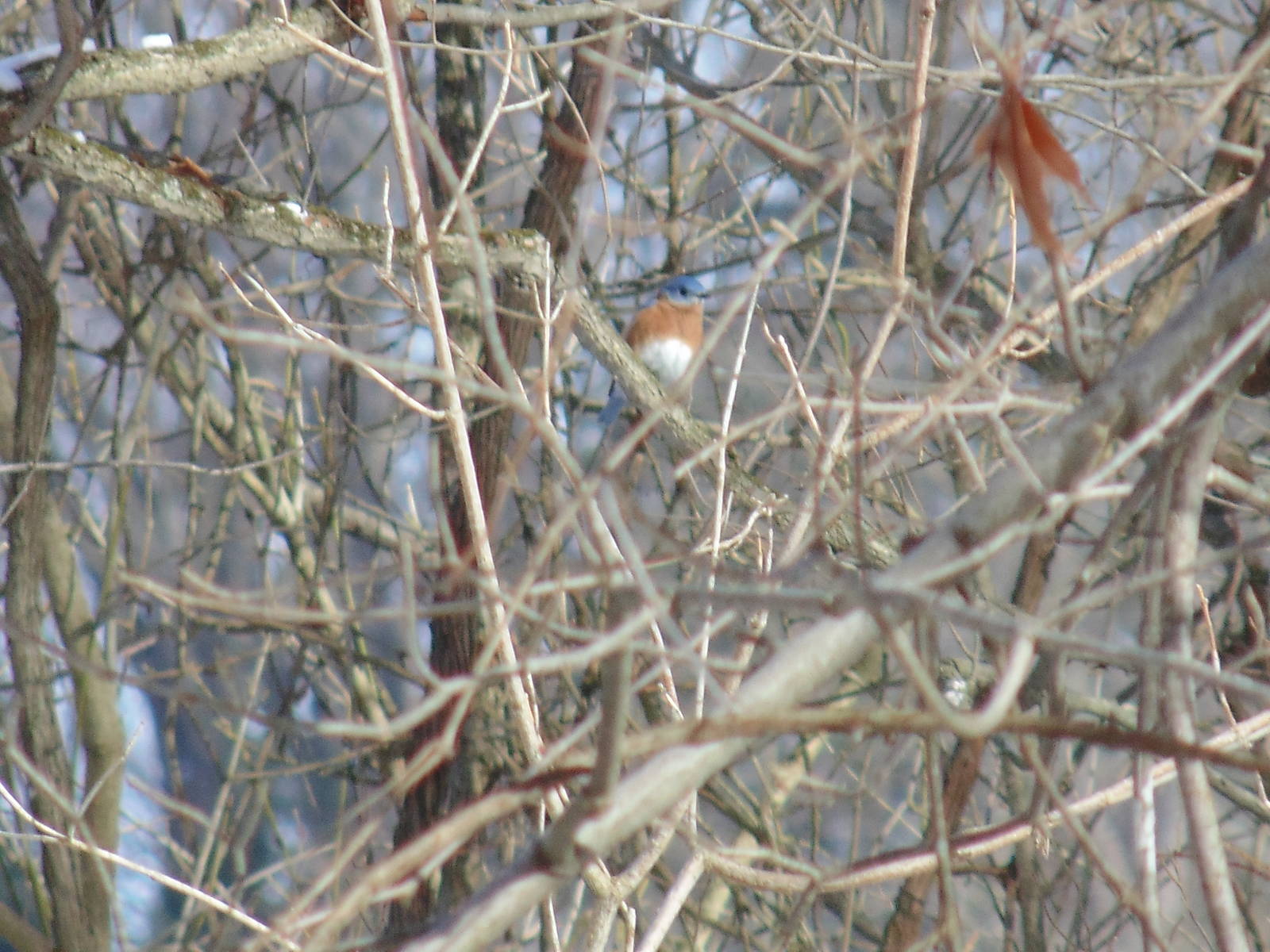 Eastern Bluebird