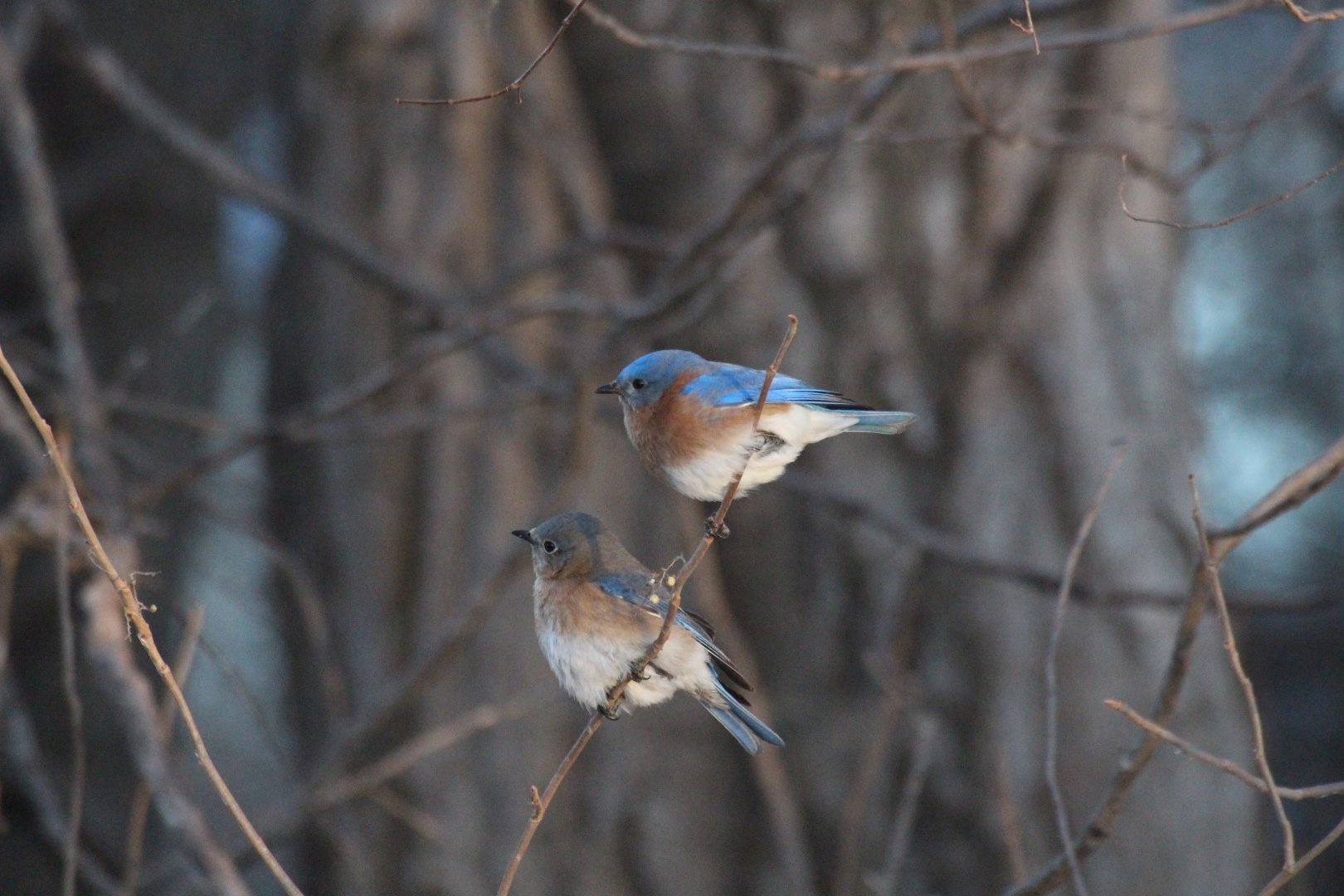 Eastern Bluebird