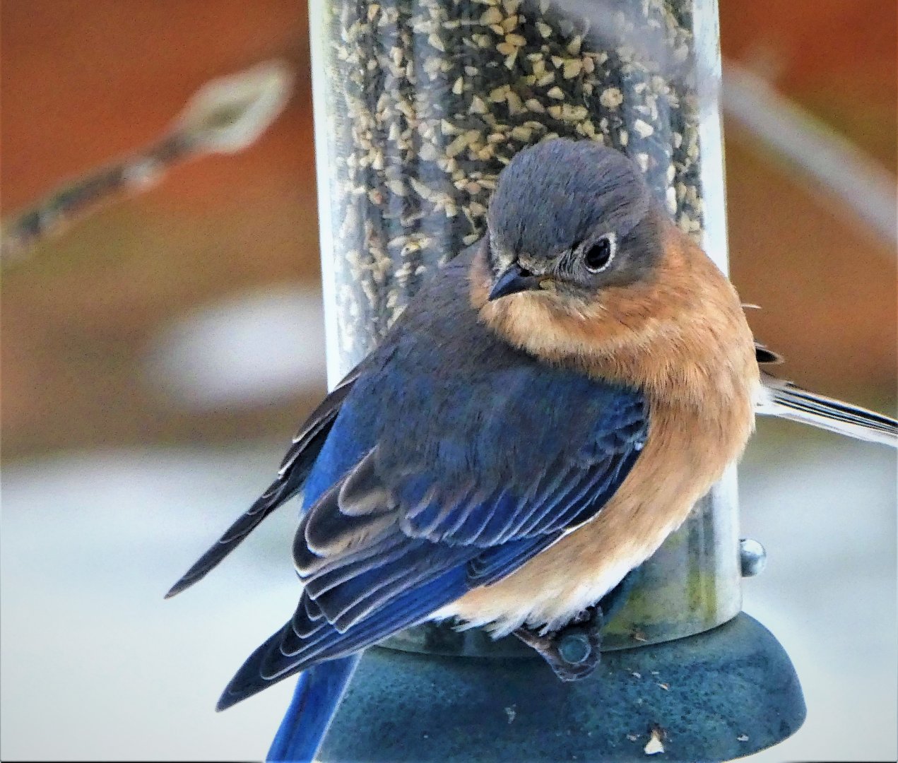 Eastern Bluebird