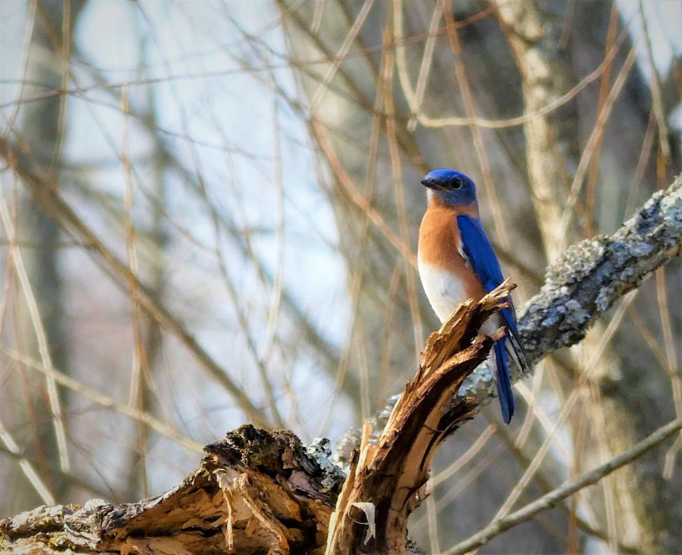Eastern Bluebird
