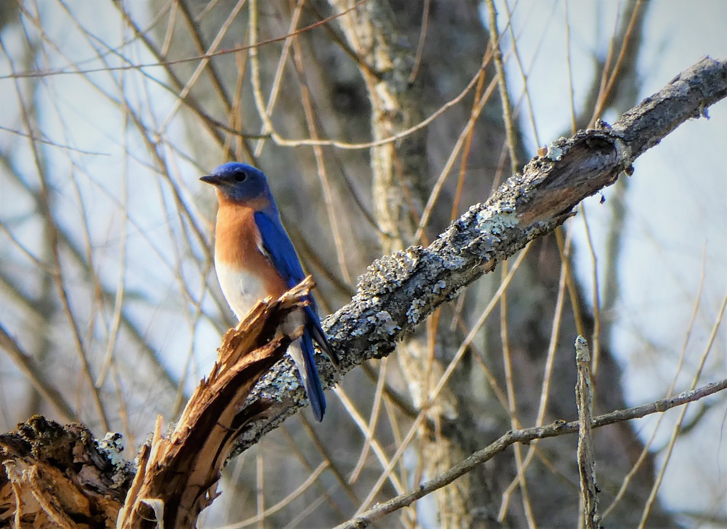 Eastern Bluebird