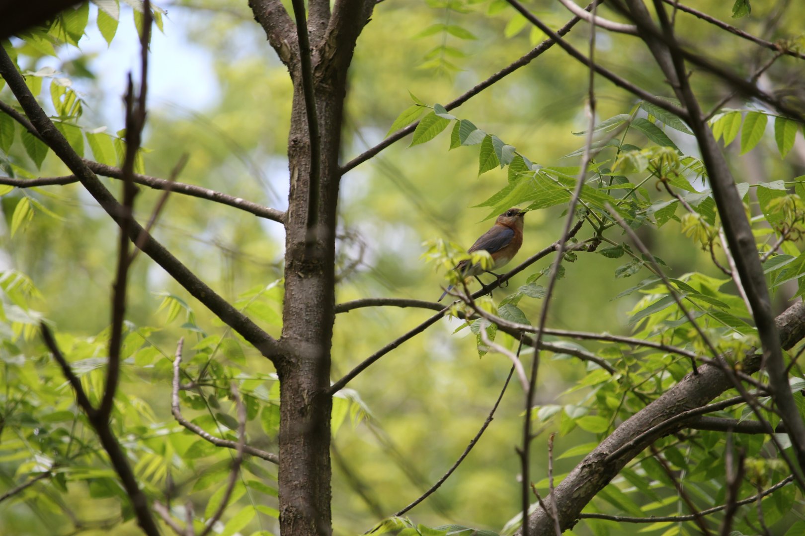 Eastern Bluebird