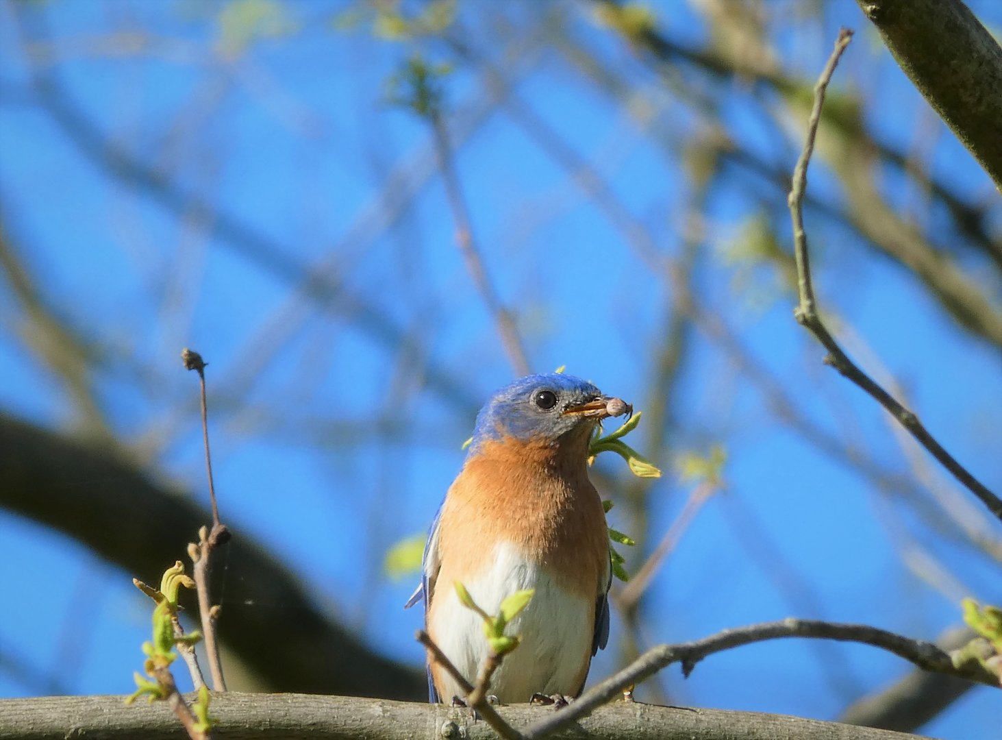 Eastern Bluebird