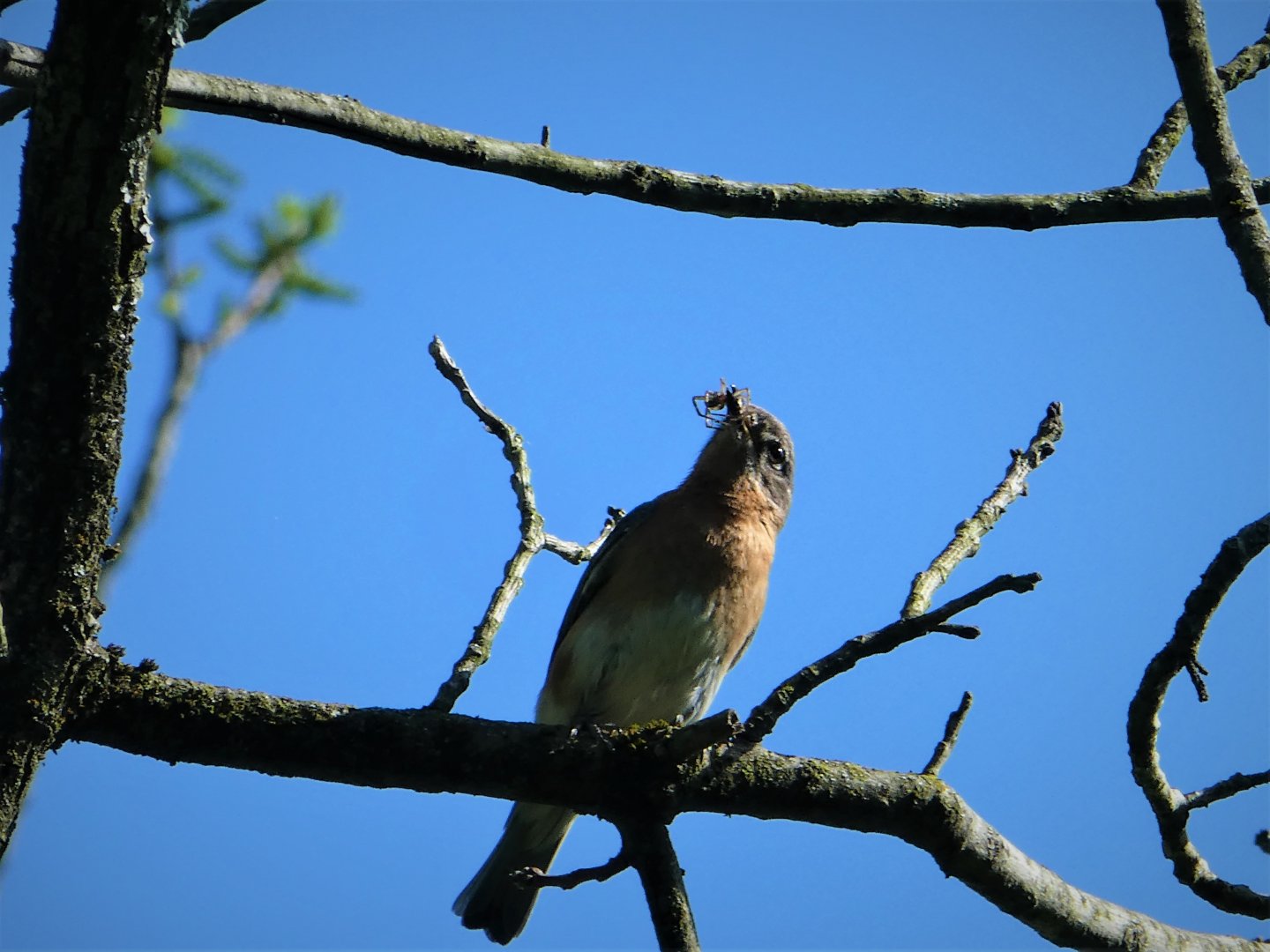 Eastern Bluebird