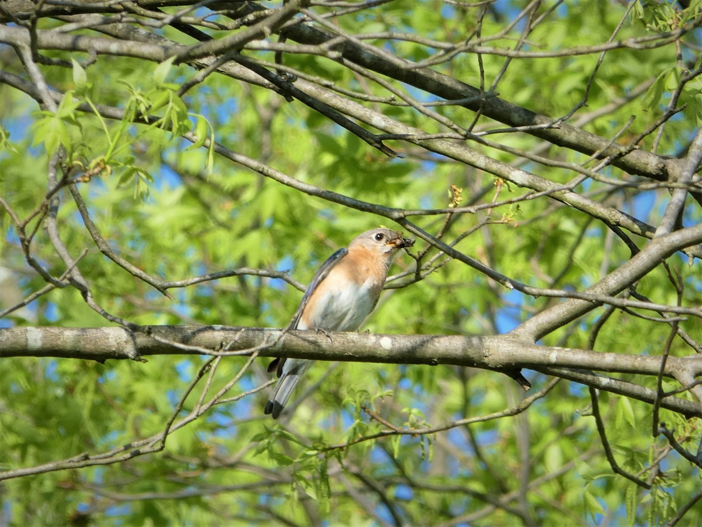 Eastern Bluebird