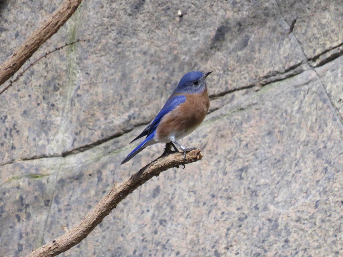 Eastern bluebird