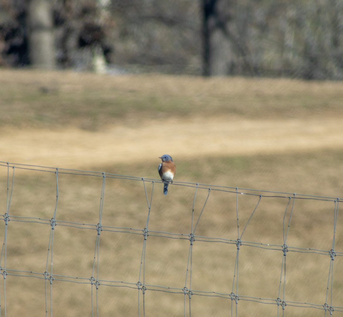 Eastern Bluebird