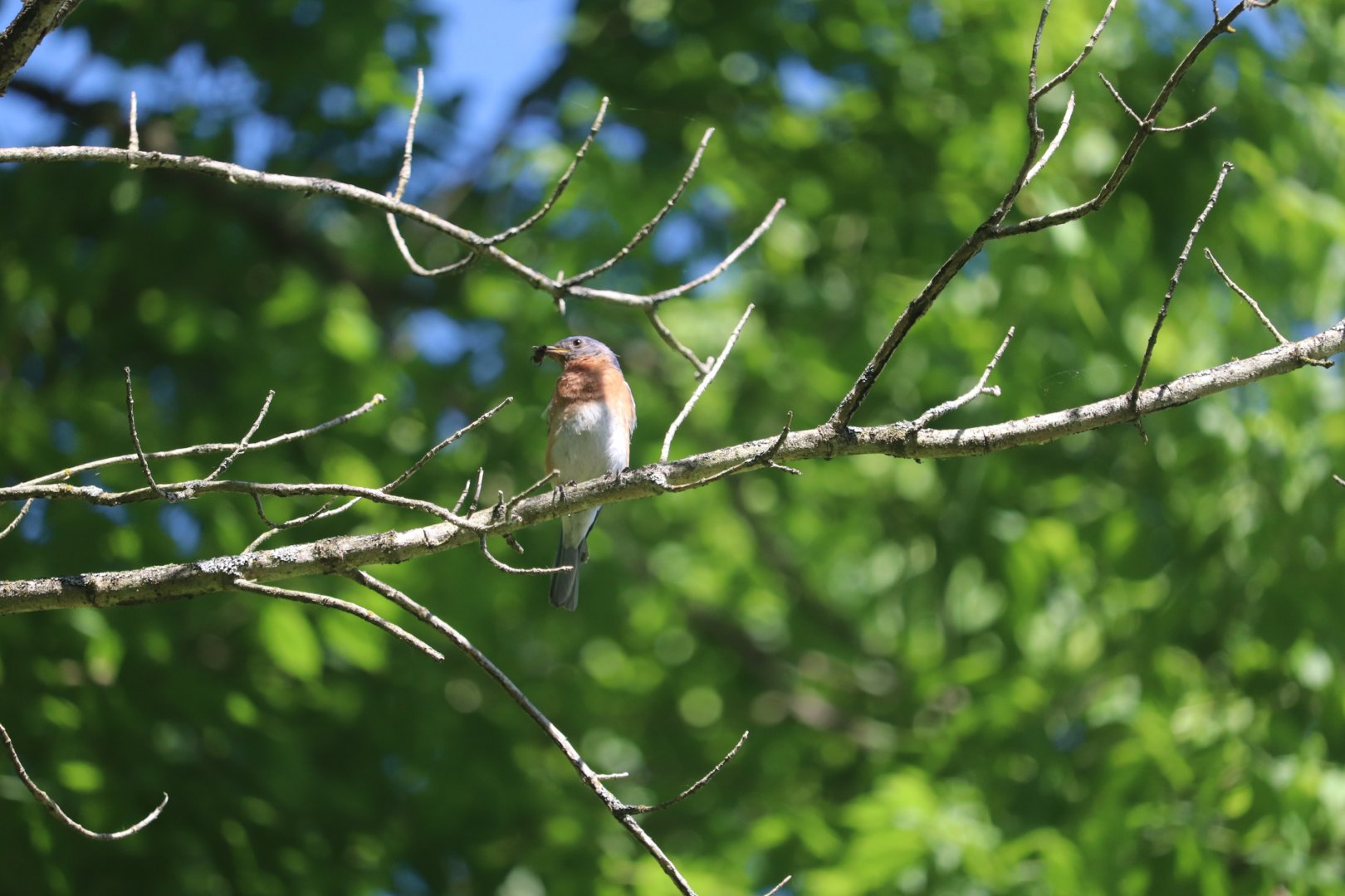 Eastern Bluebird