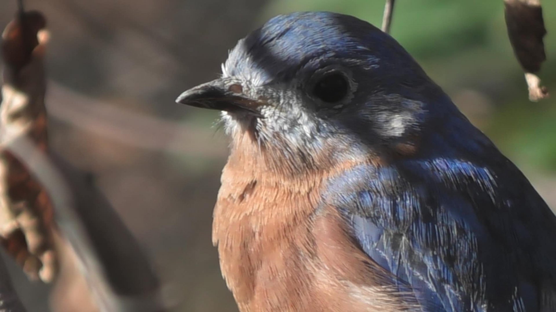 Eastern bluebird