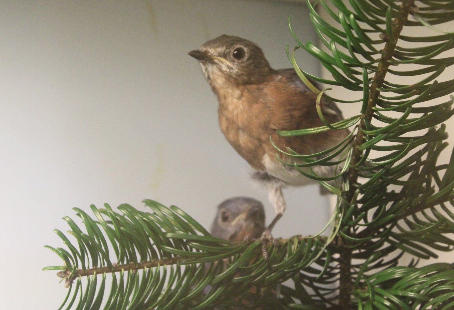 Eastern bluebirds - young pair
