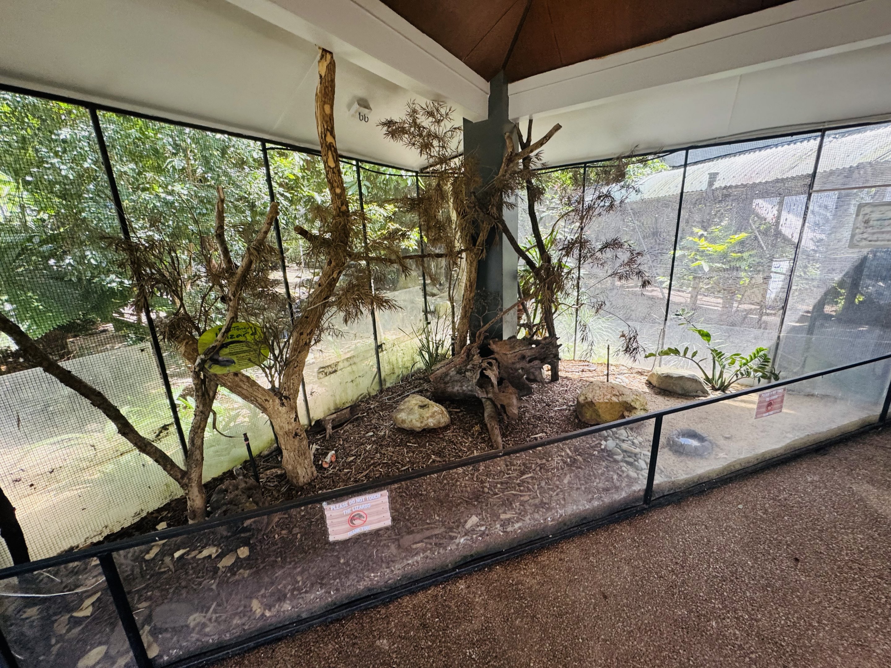 Eastern Bluetongue enclosure