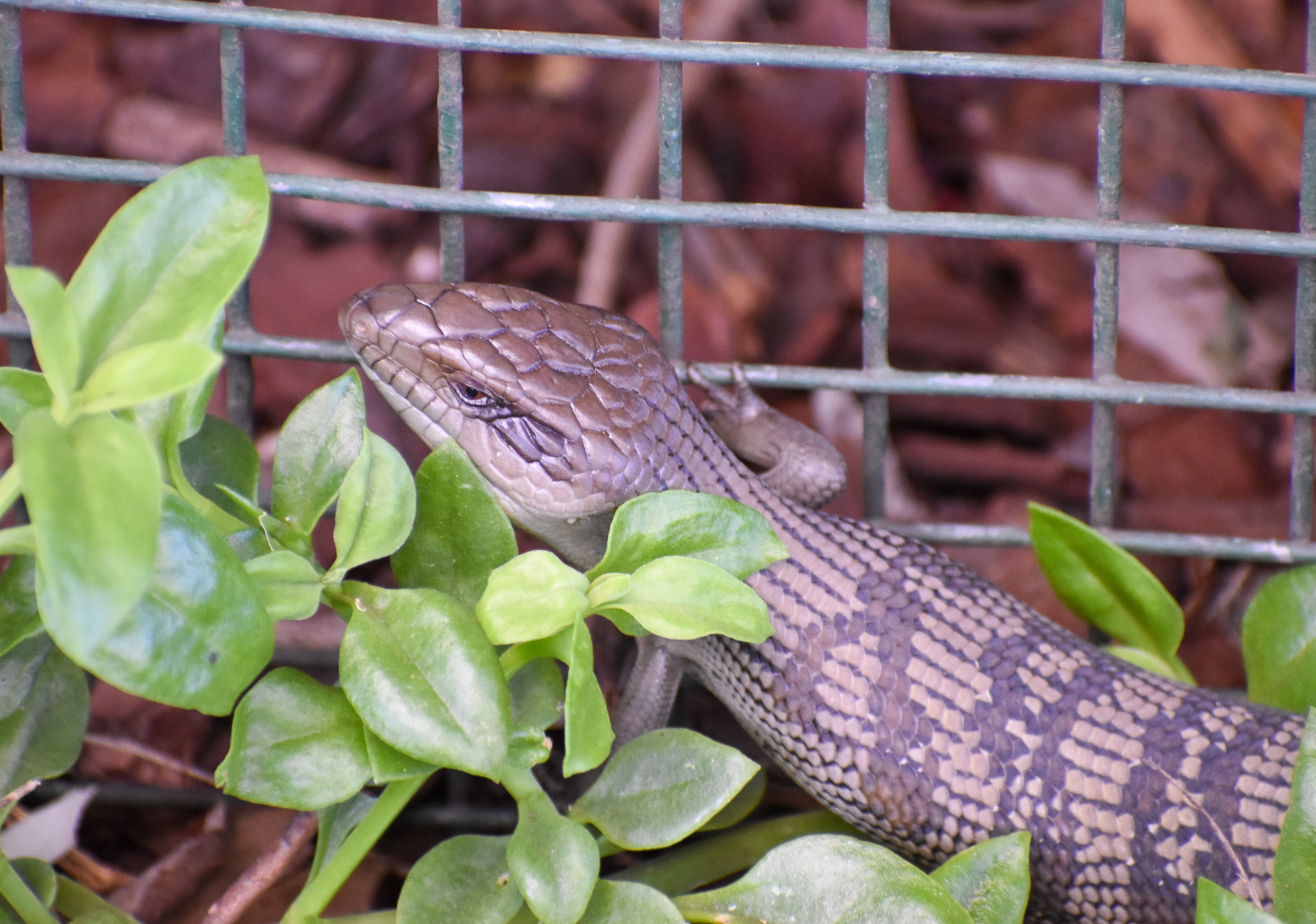 Eastern Bluetongue Lizard - wild