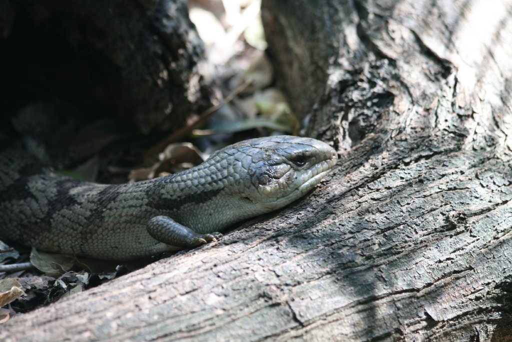 Eastern Bluetongue Lizard