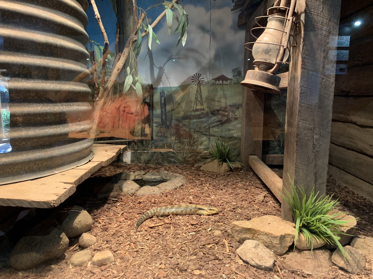 Eastern Bluetongue Lizard