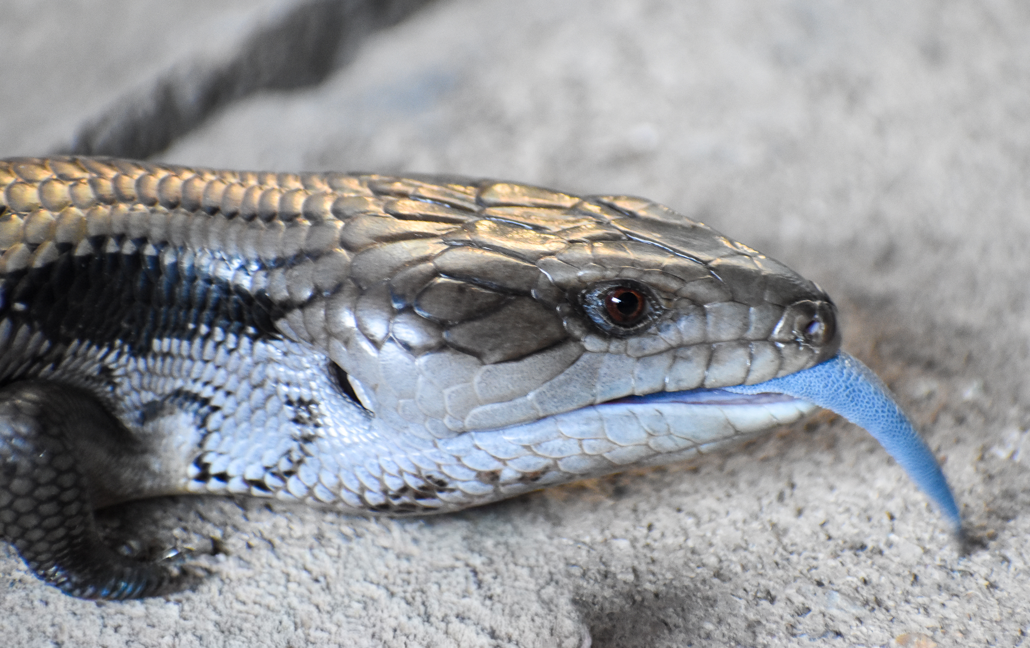 Eastern Bluetongue Lizard