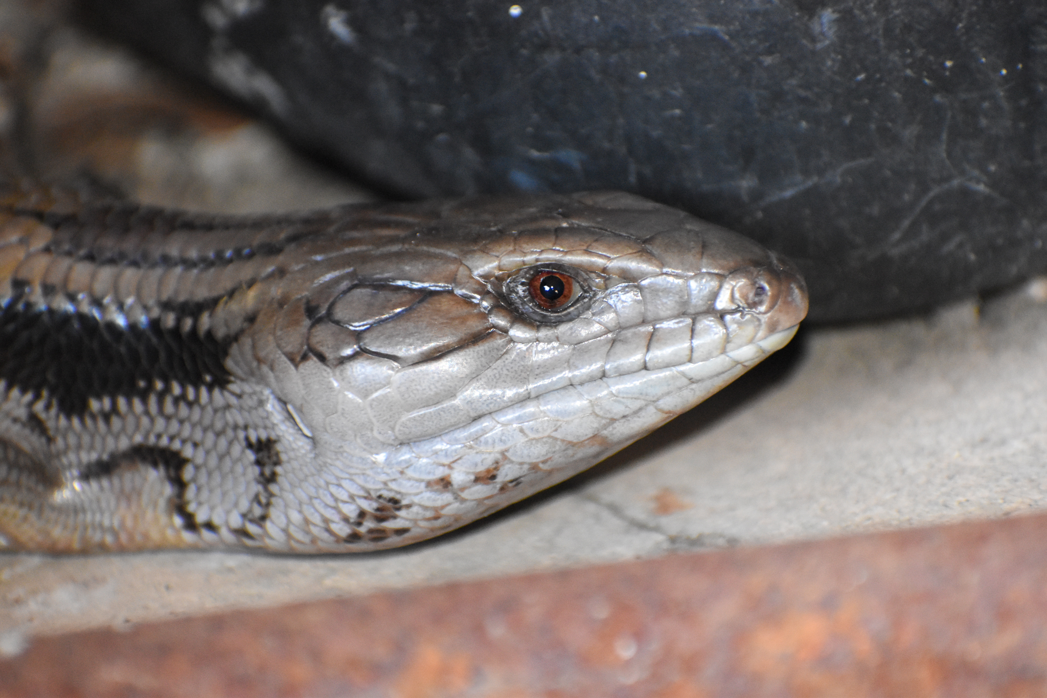 Eastern Bluetongue Lizard