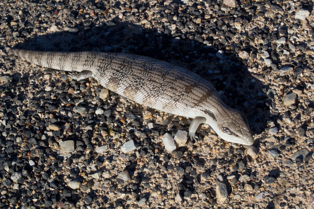 Eastern Bluetongue Skink (Tiliqua scincoides)