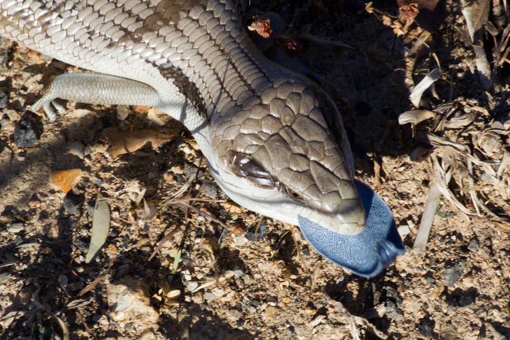 Eastern Bluetongue Skink (Tiliqua scincoides)