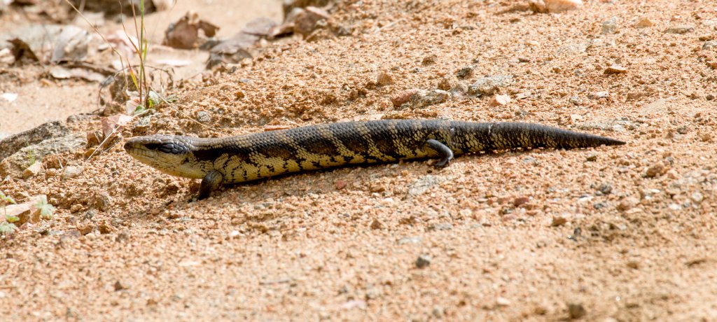 Eastern Bluetongue Skink