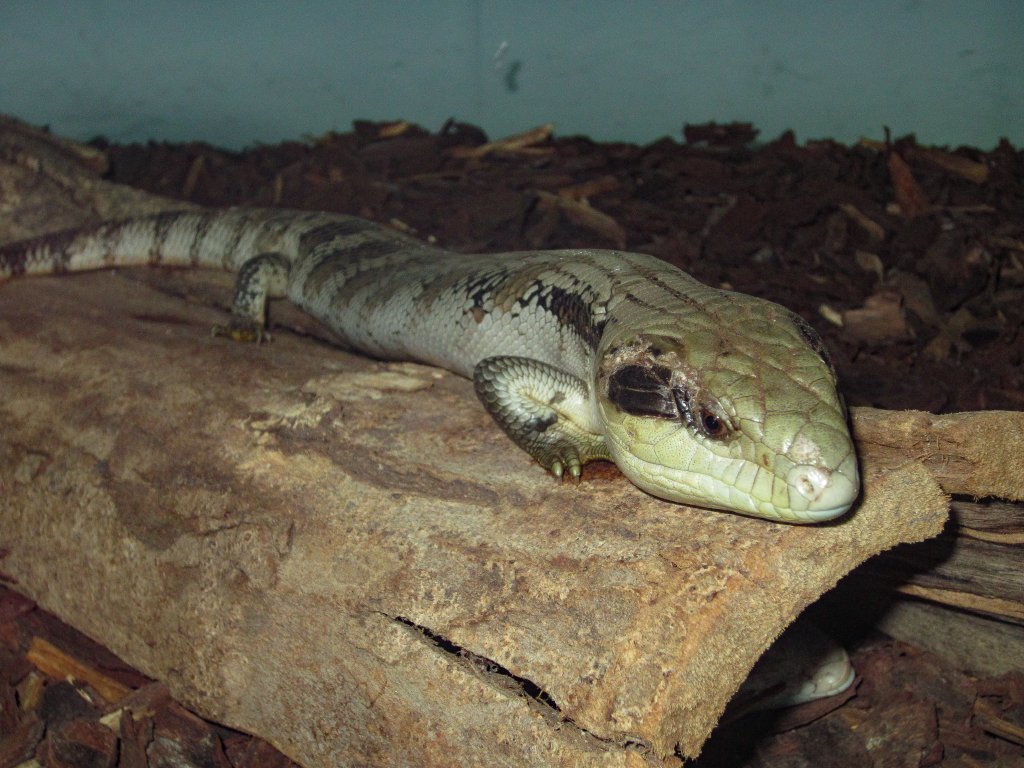 Eastern Bluetongue Skink