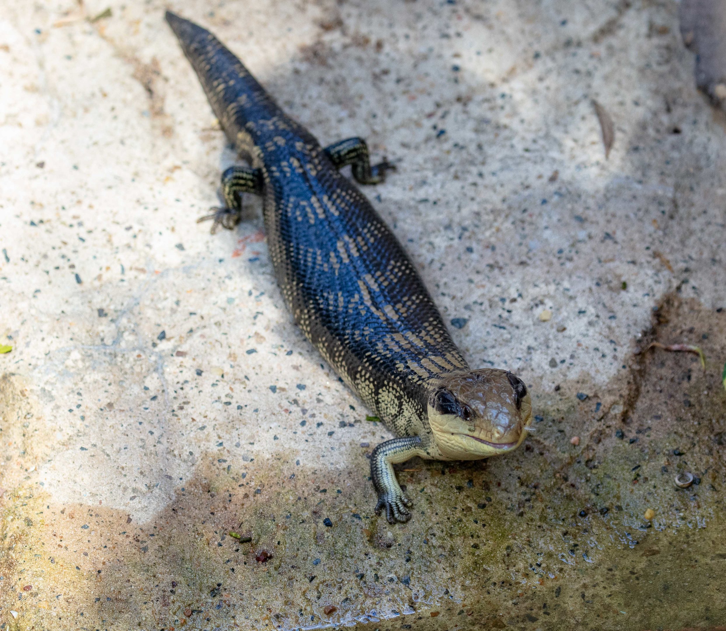 Eastern Bluetongue Skink