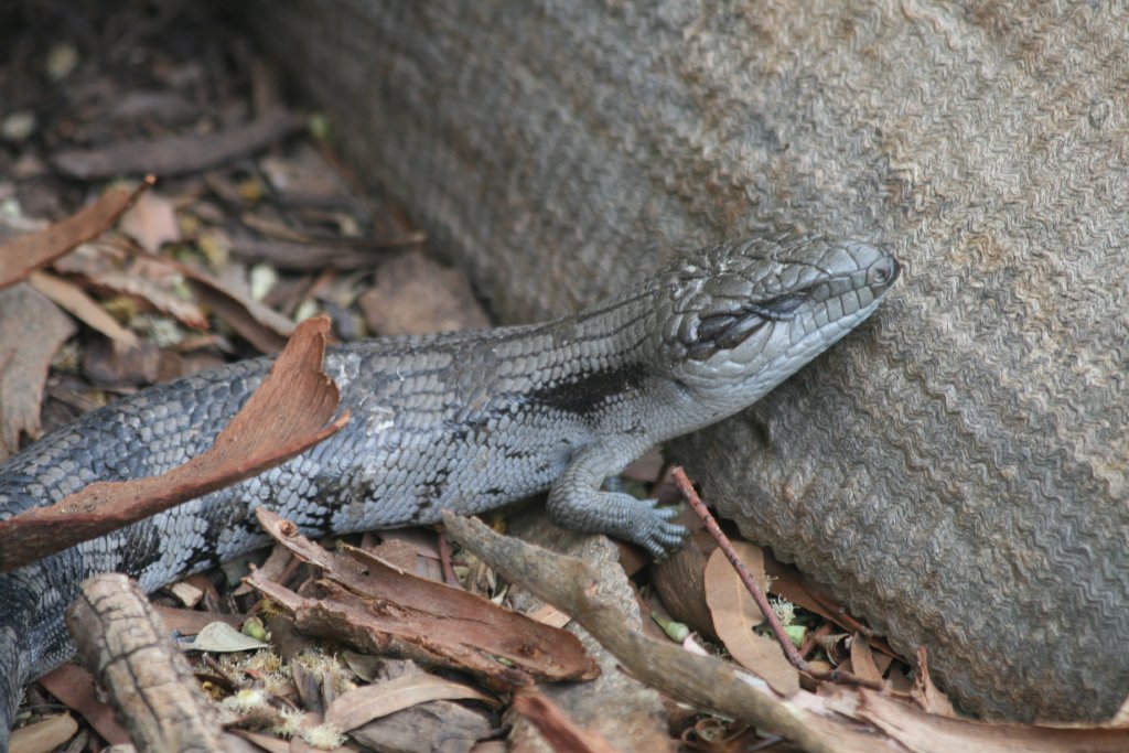 Eastern Bluetongue Skink