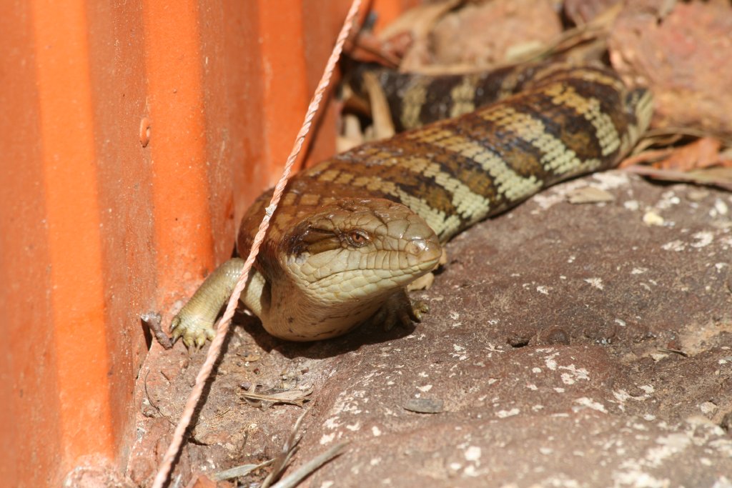 Eastern Bluetongue