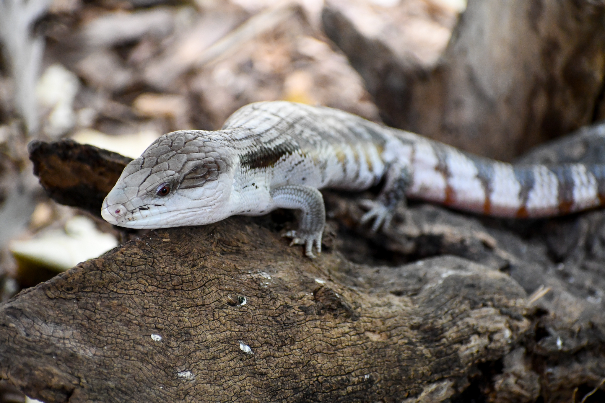 Eastern Bluetongue