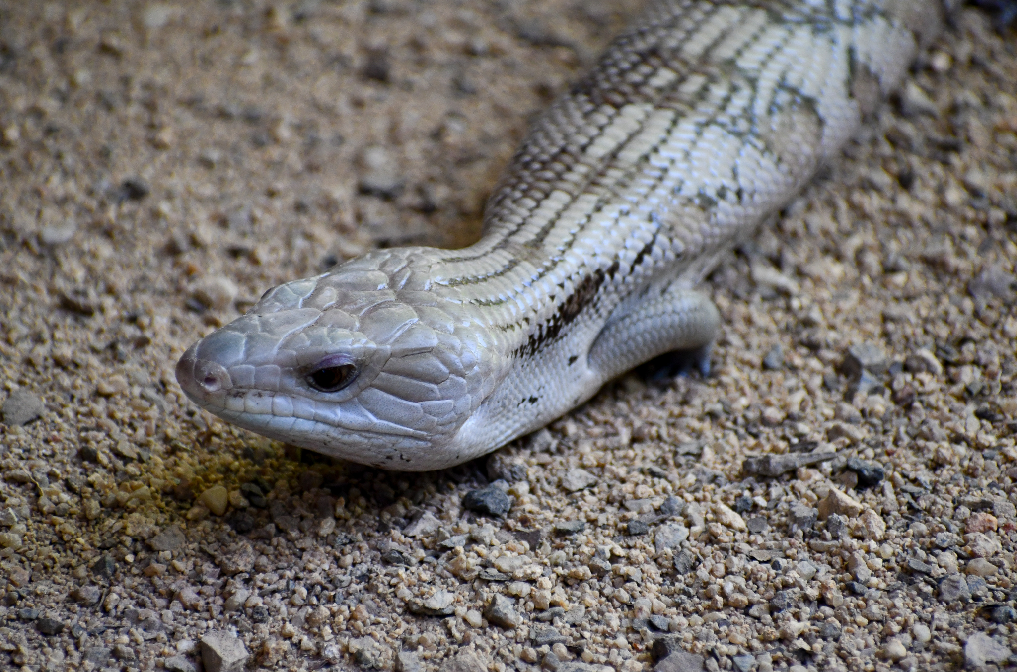 Eastern Bluetongue