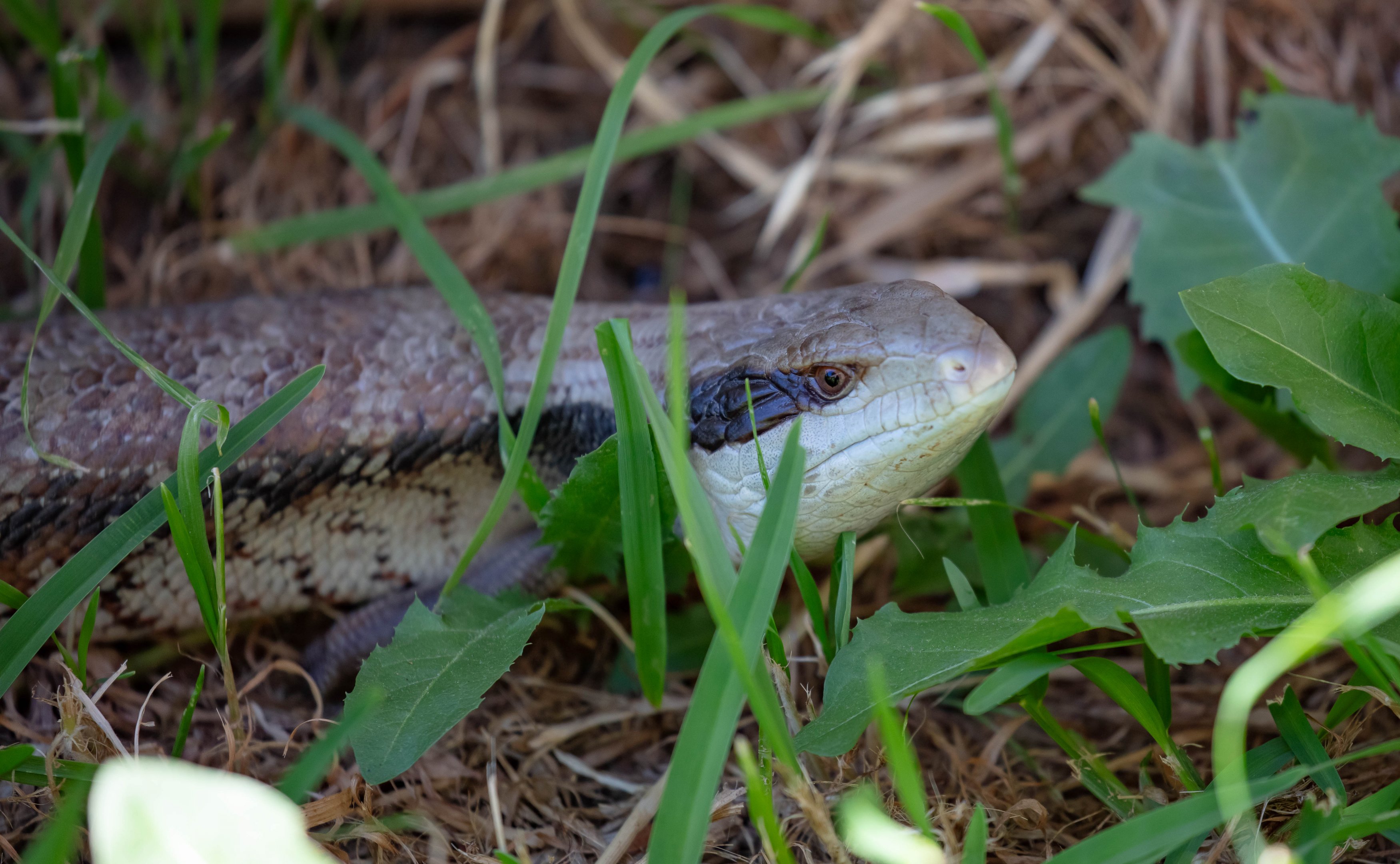 Eastern Bluetongue