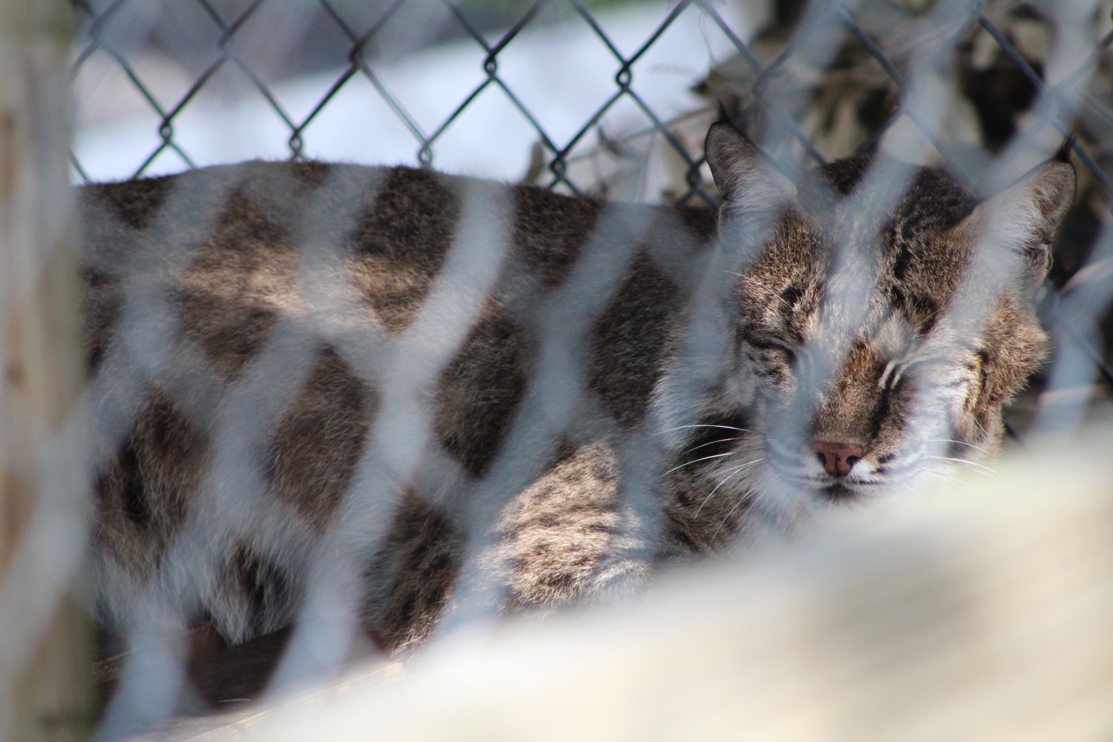 Eastern Bobcat (L. r. rufus)