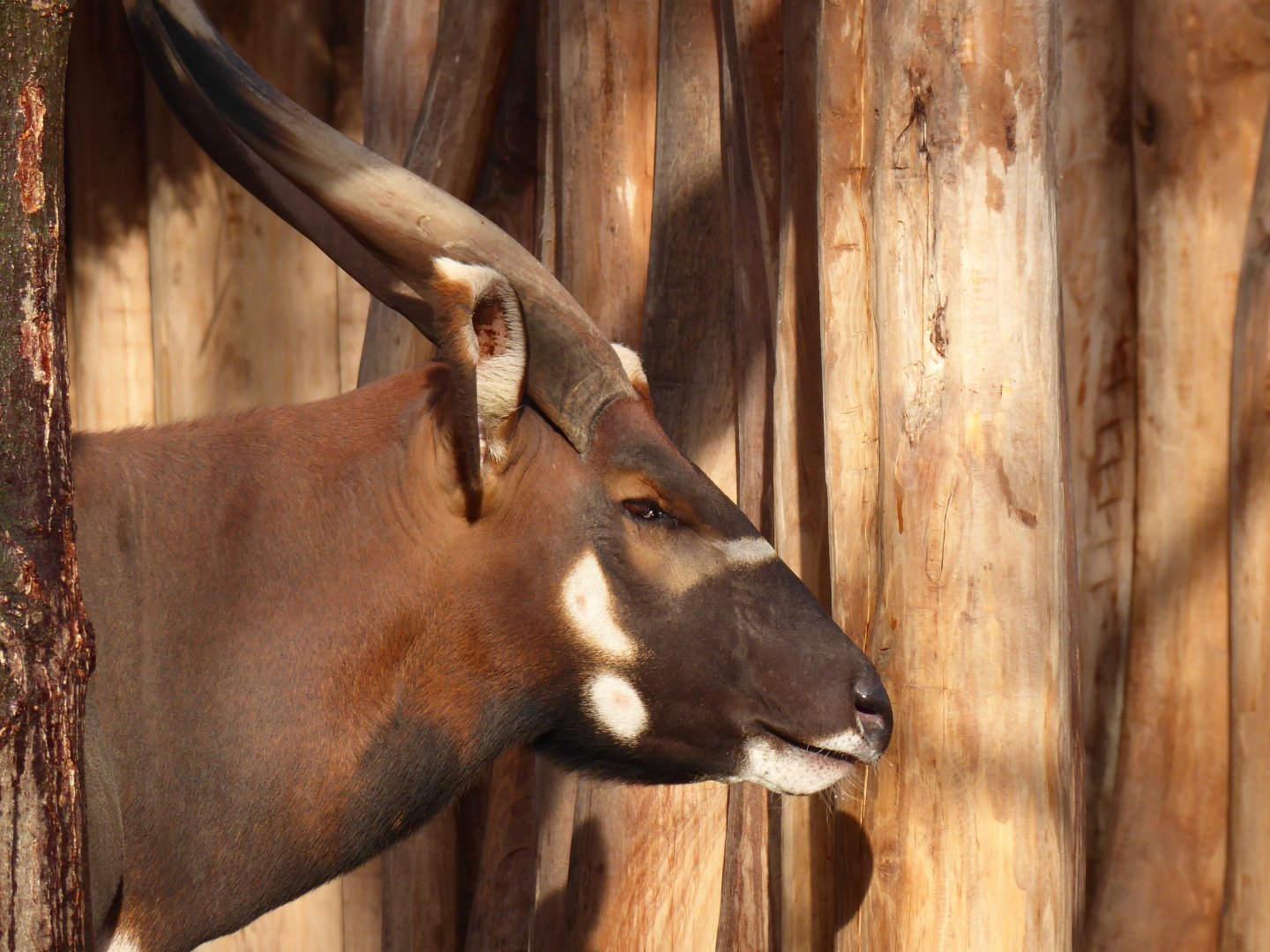 Eastern bongo 011218