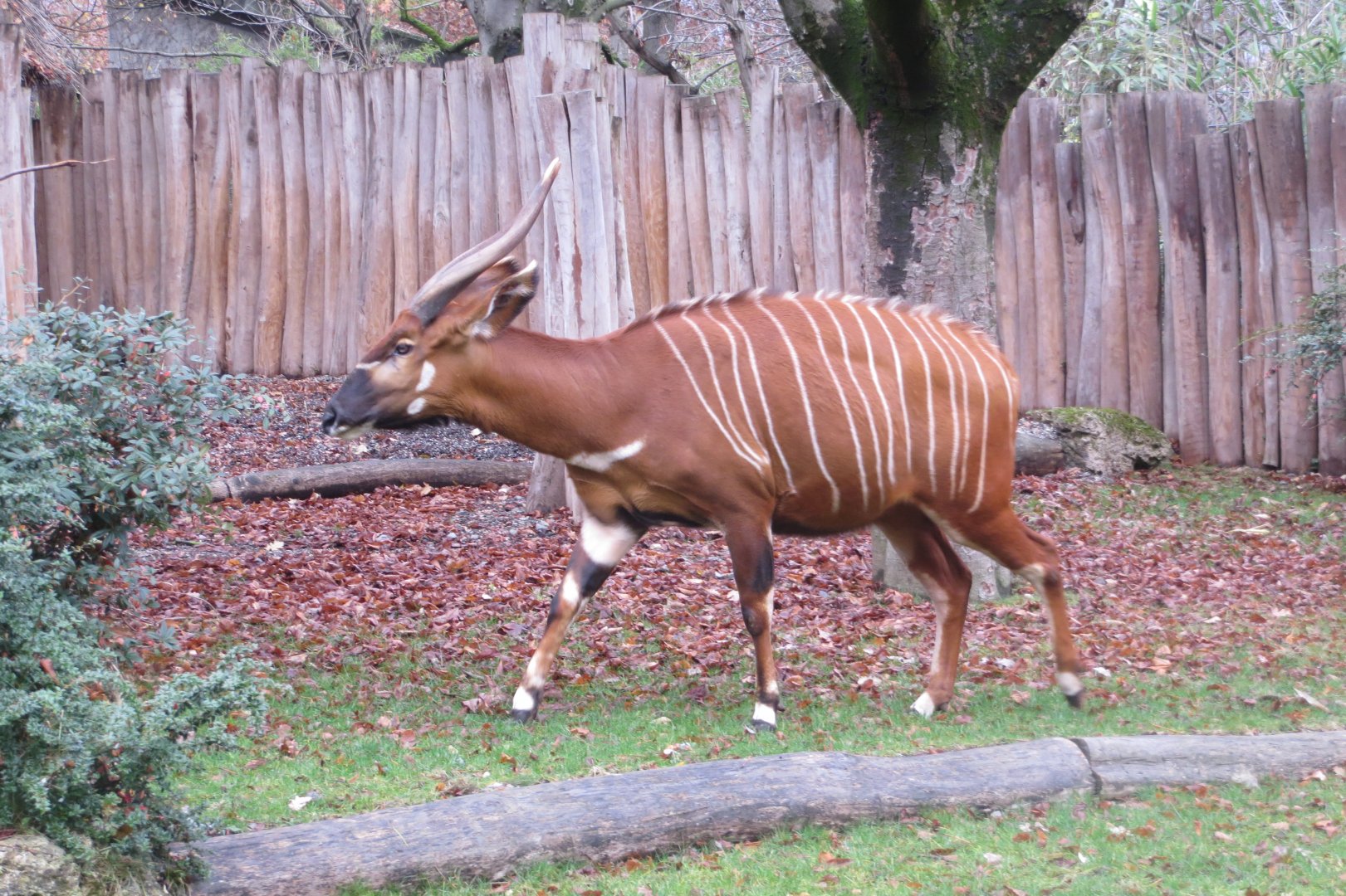 Eastern bongo 031218