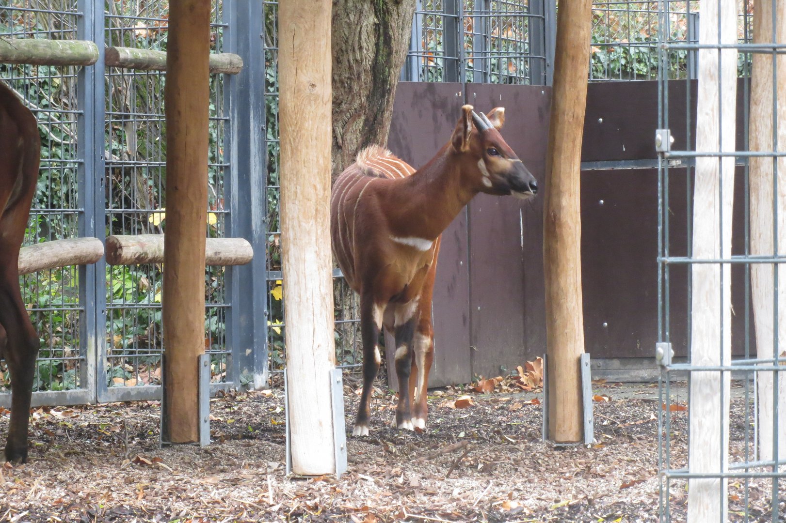 Eastern bongo 031218