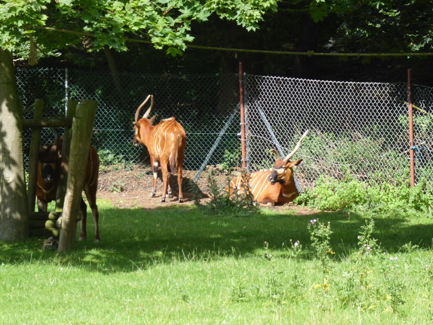 Eastern bongo 040817