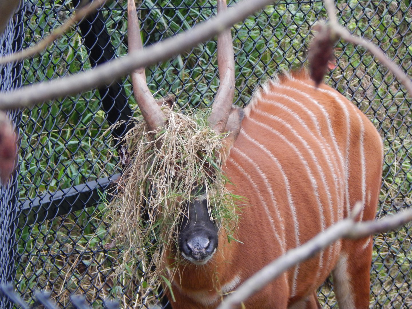 Eastern bongo 050224