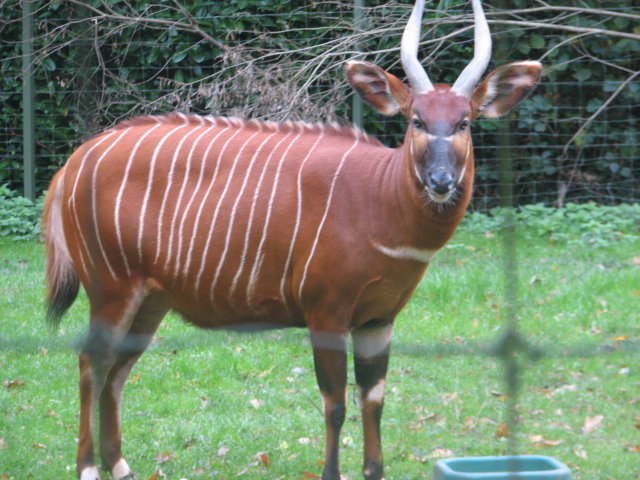 Eastern bongo 1