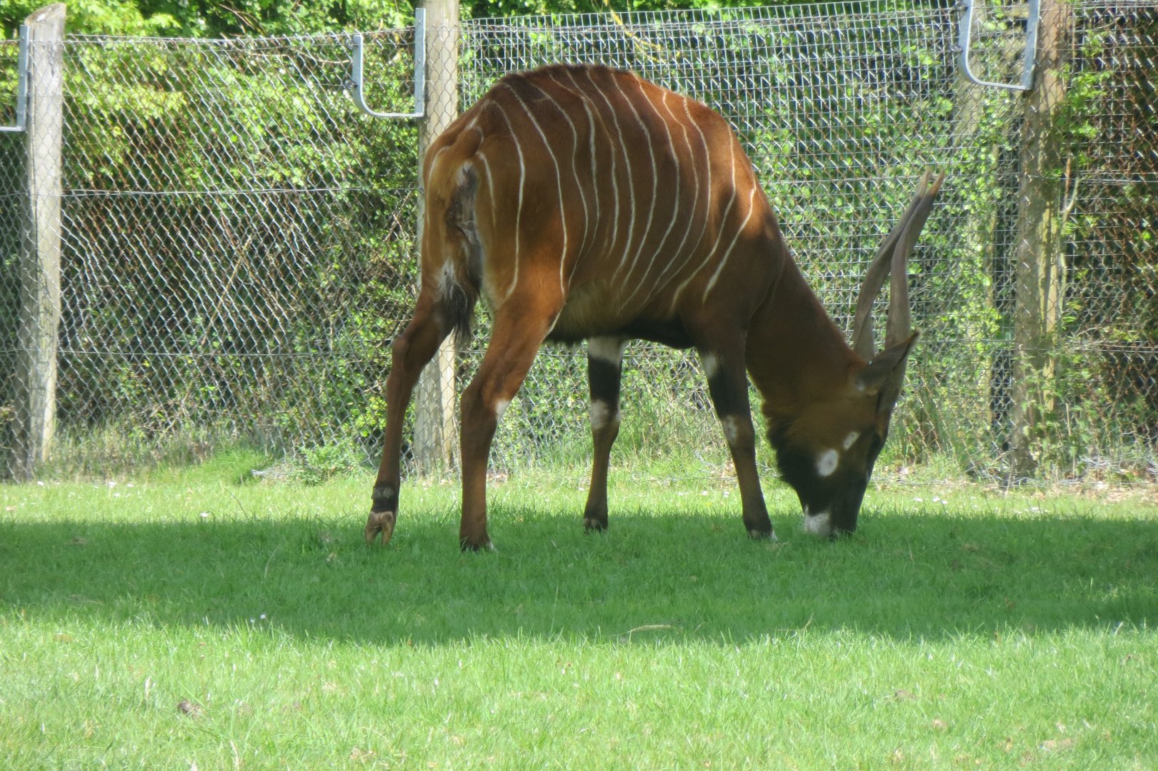 Eastern bongo 110519