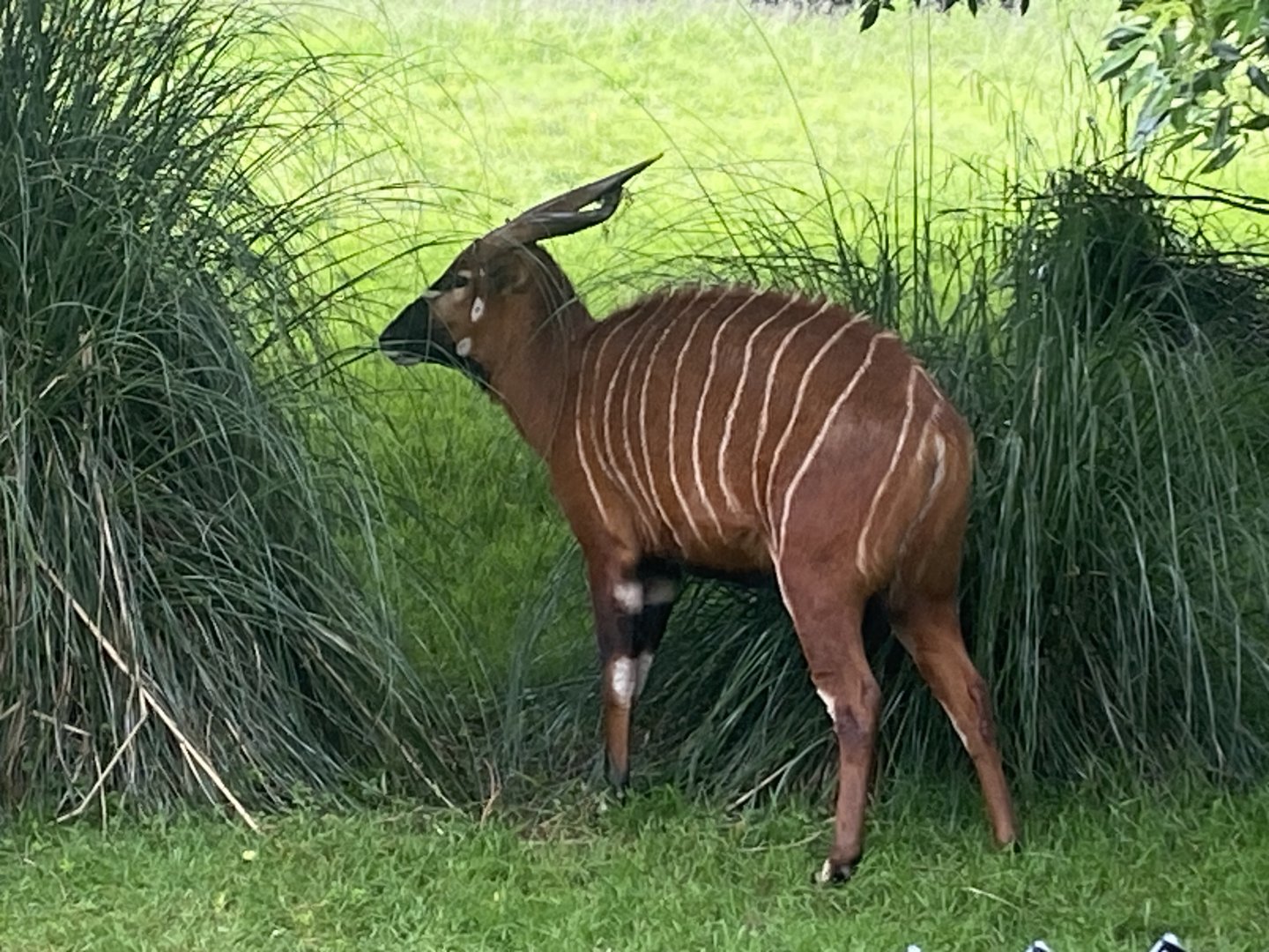 Eastern bongo 130624
