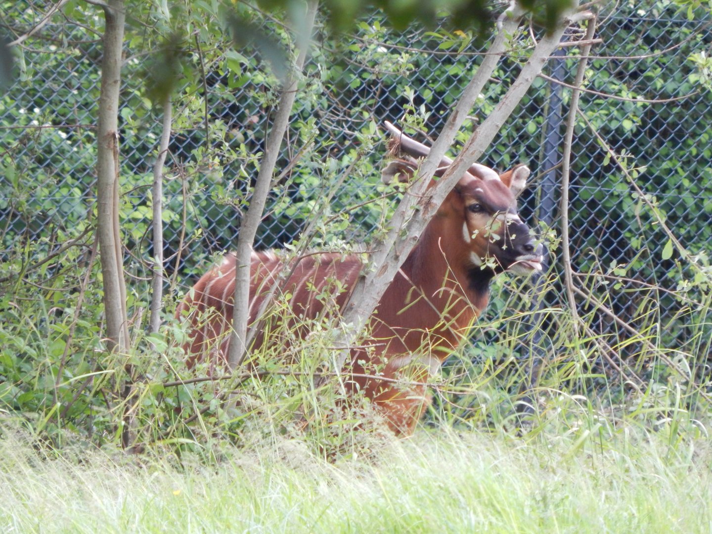 Eastern bongo 130624