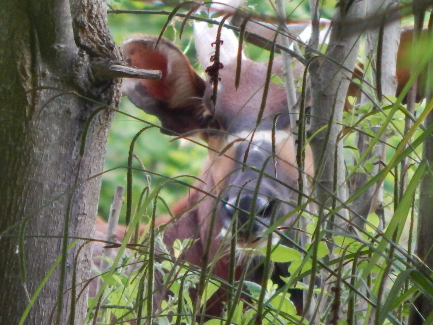 Eastern bongo 130624