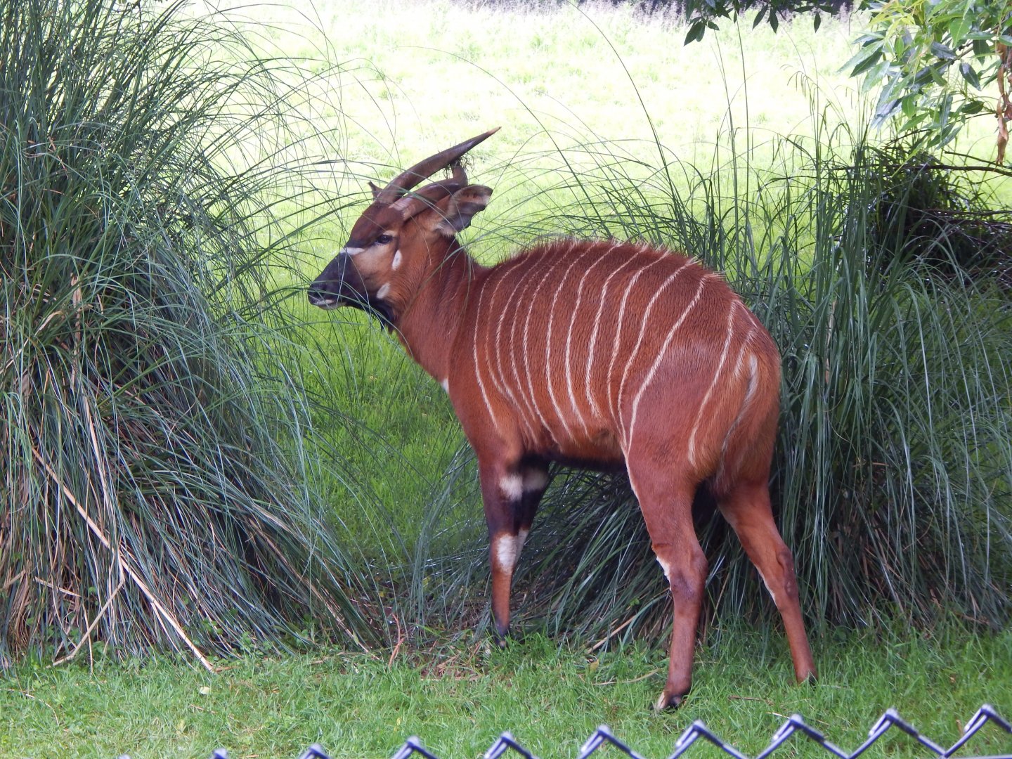 Eastern bongo 130624