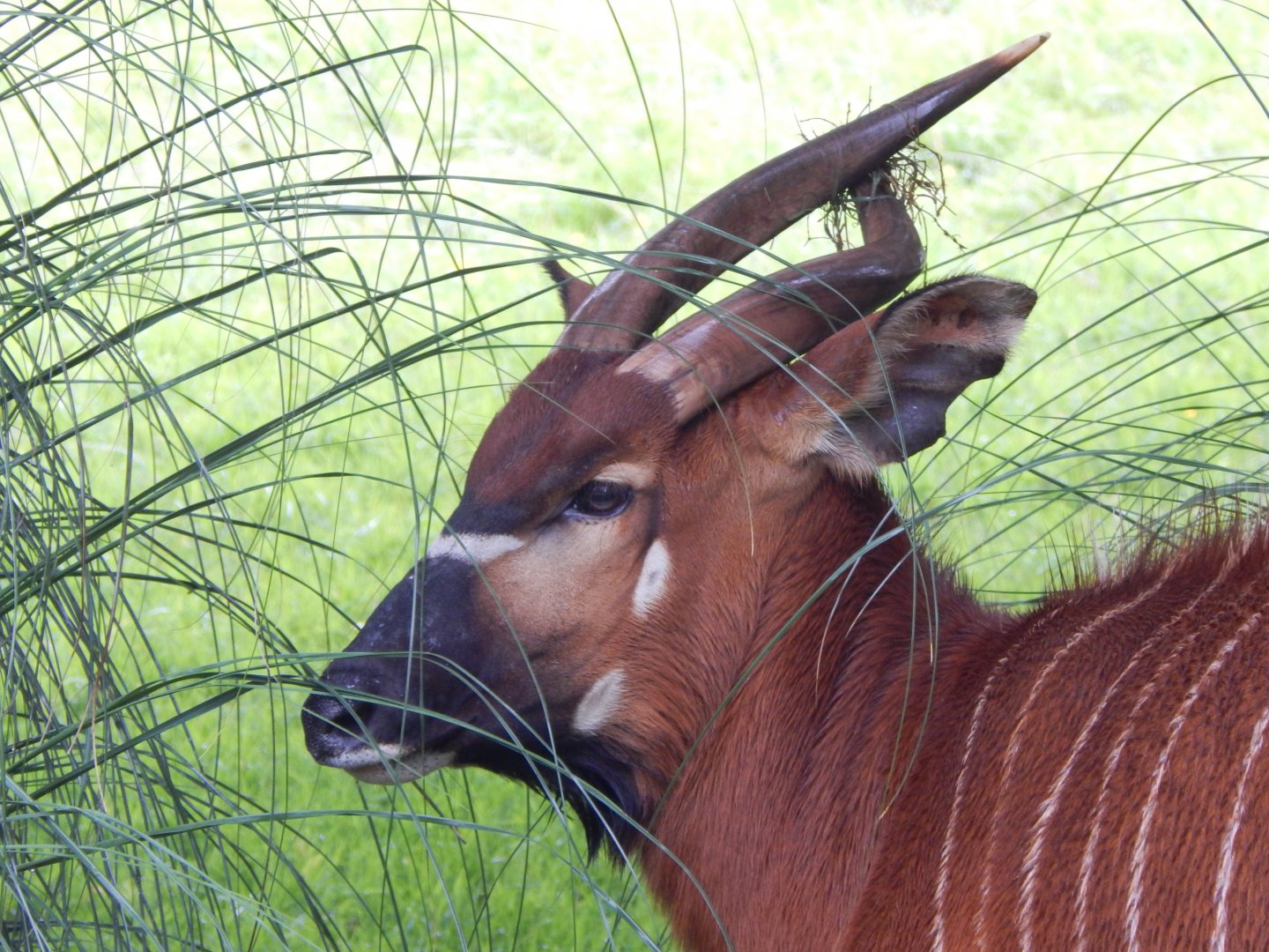 Eastern bongo 130624