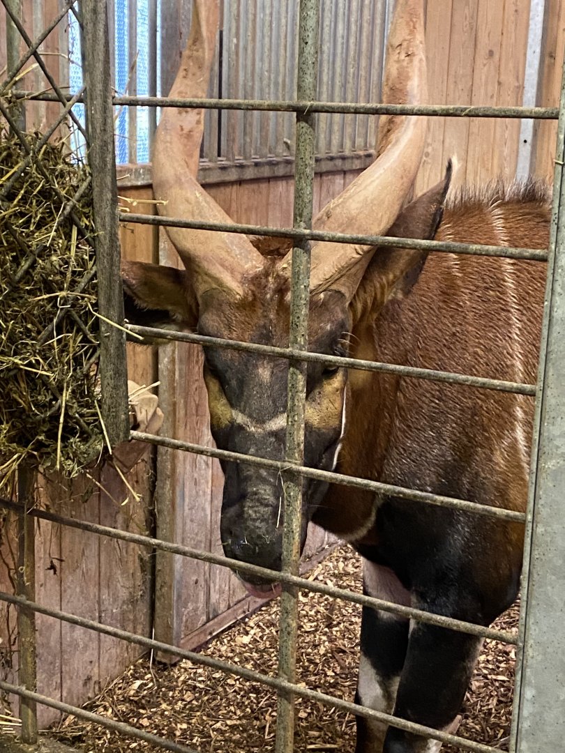 Eastern bongo 140225