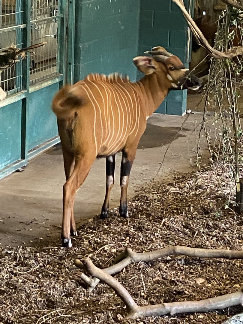 Eastern bongo 150725