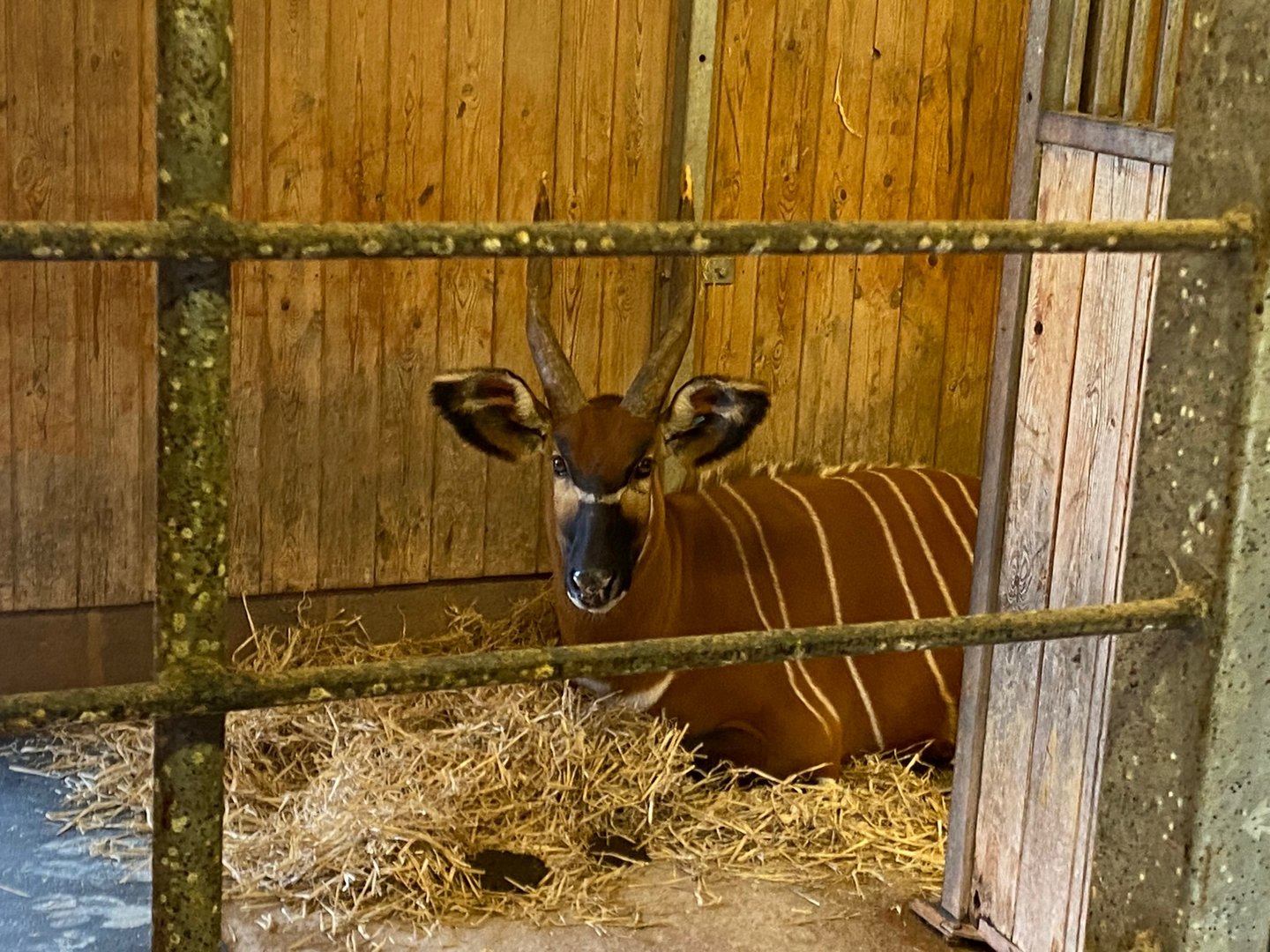 Eastern bongo 161222