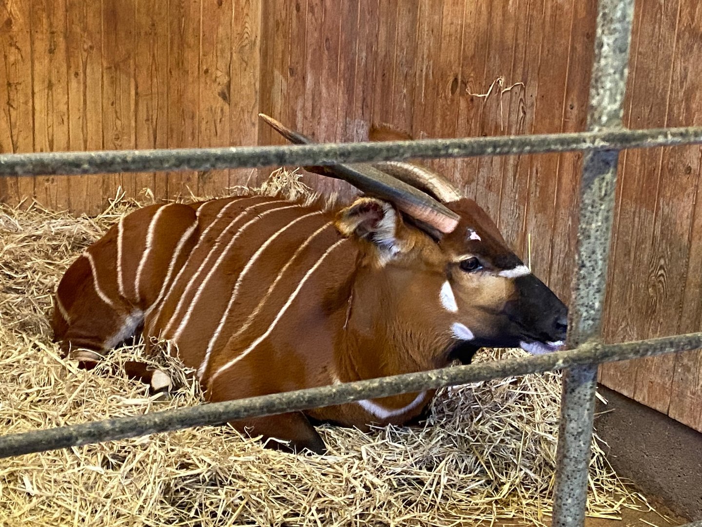 Eastern bongo 161222
