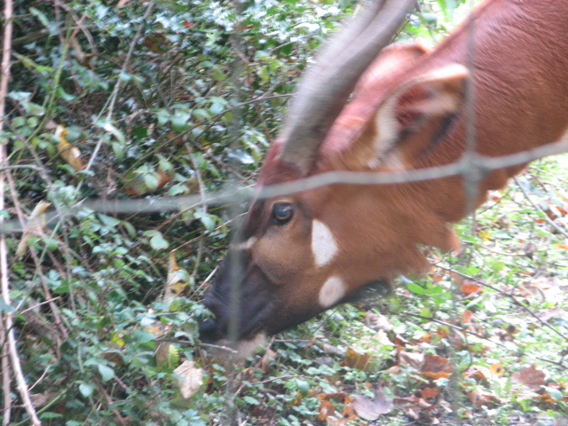 Eastern bongo 2