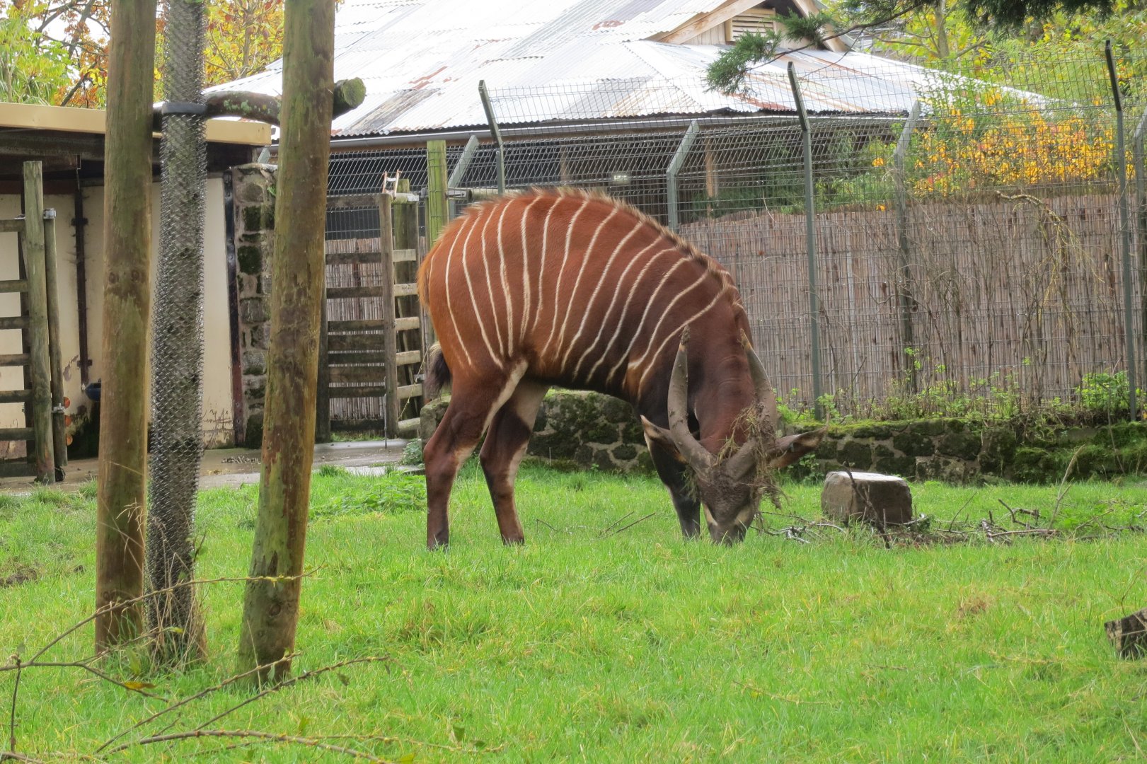 Eastern bongo 261019