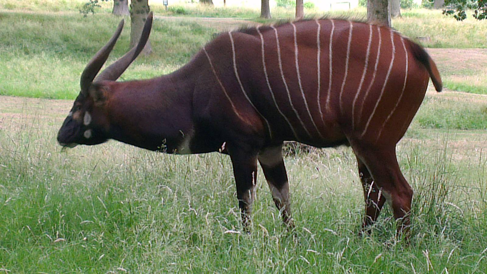 Eastern Bongo 270713